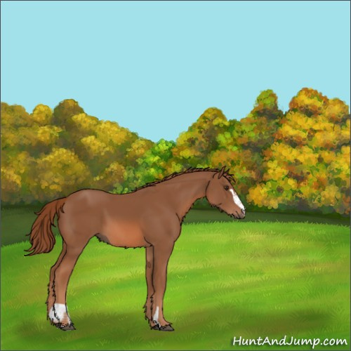 Horse Color:Chestnut Sabino 