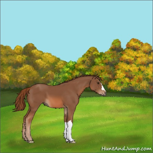 Horse Color:Chestnut 