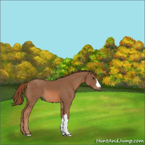 Horse Color:Chestnut 