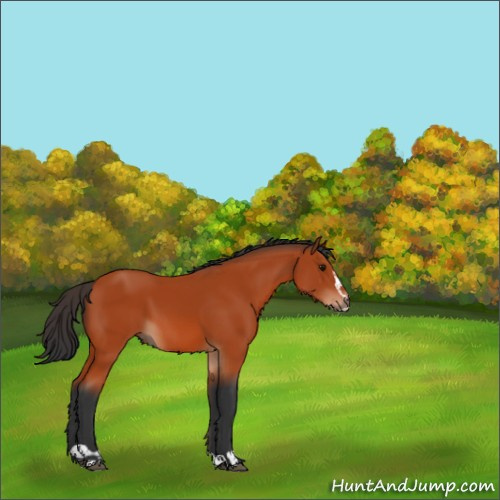 Horse Color:Bay Sabino