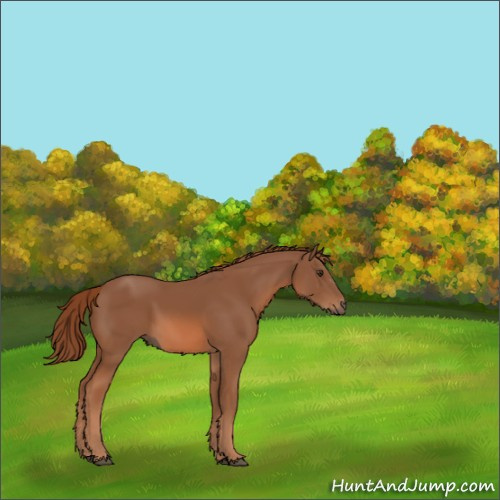 Horse Color:Chestnut Sabino