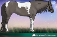 Horse Color:Smoky Grullo Tobiano