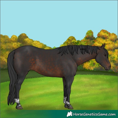 Horse Color:Brown Tobiano 