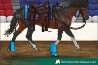 Horse Color:Brown Tobiano 