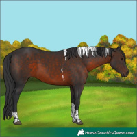 Horse Color:Brown Tobiano 