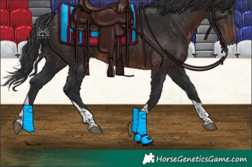Horse Color:Brown Tobiano