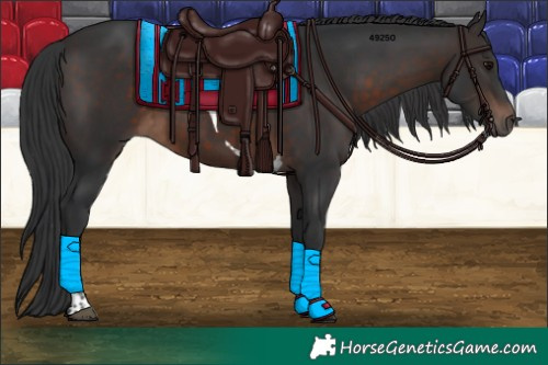 Horse Color:Brown Tobiano