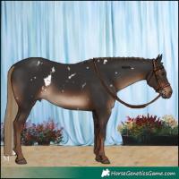 Horse Color:White Spotted Liver Chestnut 