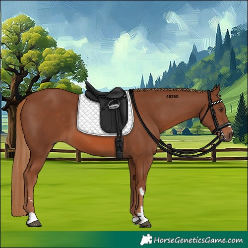 Horse Color:Chestnut 