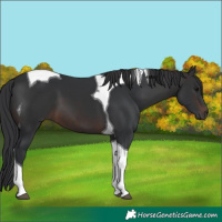 Horse Color:Brown Tobiano 