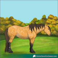 Horse Color:White Spotted Buckskin Ice 