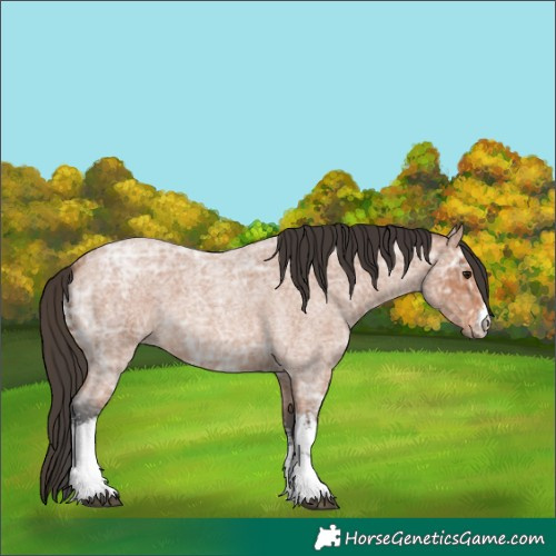 Horse Color:White Spotted Bay Ice Roan