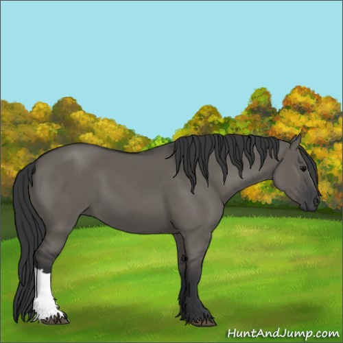 Horse Color:Grullo 