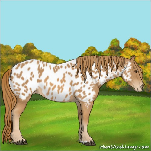 Horse Color:Chestnut Appaloosa 