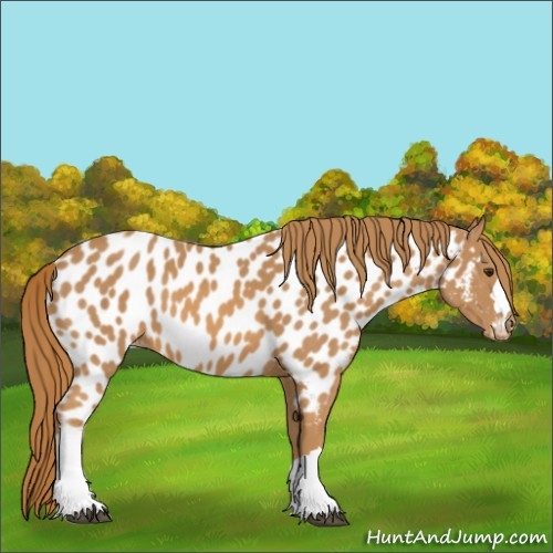 Horse Color:Chestnut Appaloosa 