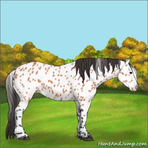 Horse Color:Bay Appaloosa 