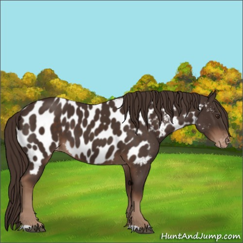 Horse Color:Liver Chestnut Appaloosa 