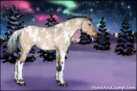 Horse Color:White Spotted Bay Roan Dun 