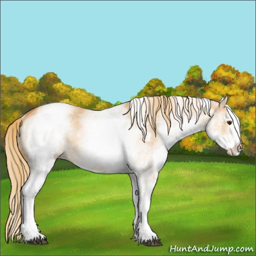 Horse Color:White Spotted Red Dun Rabicano  and White Spotted Red Dun Rabicano 
