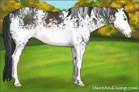 Horse Color:Platinum White Spotted Brown