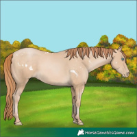 Horse Color:White Spotted Buckskin Pearl 