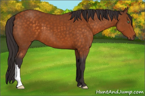Horse Color:Buckskin 