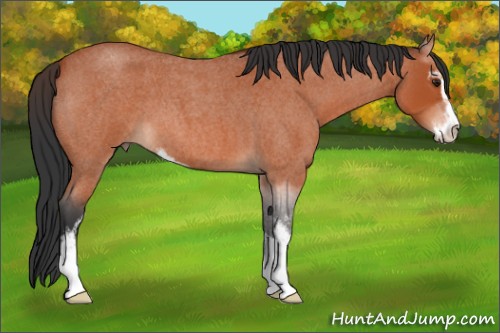 Horse Color:Brown Roan Sabino 