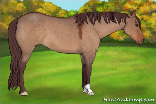 Horse Color:Chocolate Brown Roan Dun 