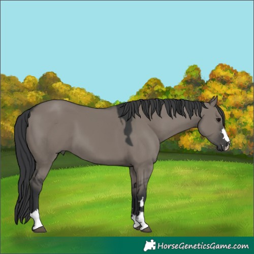 Horse Color:Grullo 
