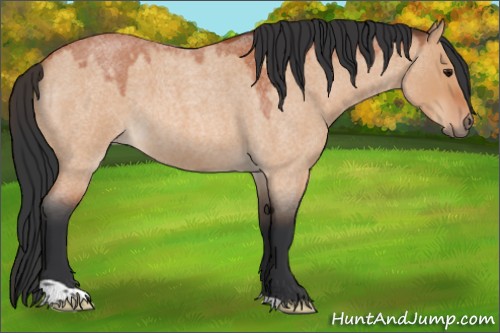Horse Color:Bay Roan Dun 