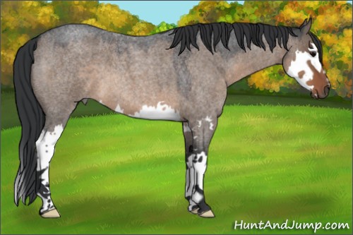 Horse Color:Brown Roan Dun Splash 