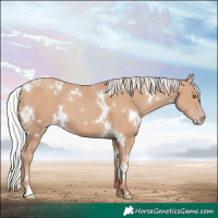 Horse Color:White Spotted Silver Classic Champagne 