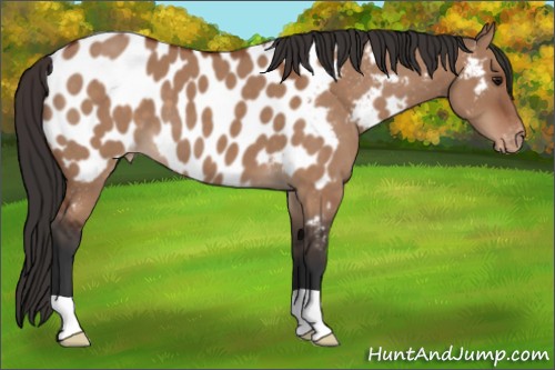 Horse Color:Bay Dun Appaloosa 