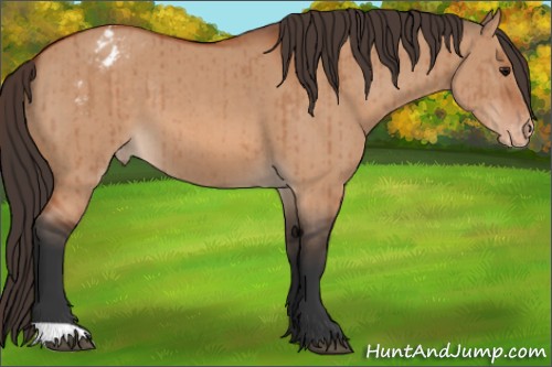 Horse Color:Bay Dun Appaloosa Brindle 