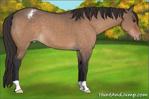 Horse Color:Brown Dun Appaloosa 