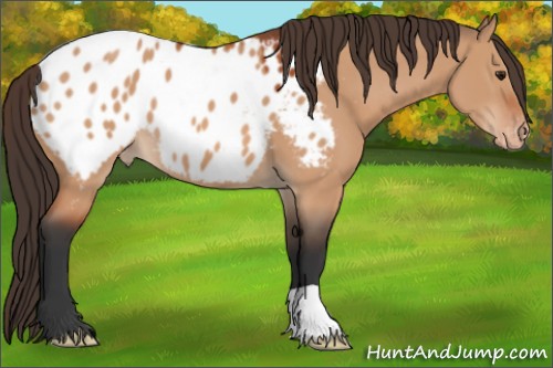 Horse Color:Brown Dun Appaloosa 