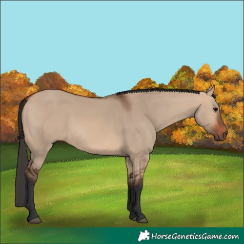 Horse Color:Bay Dun 