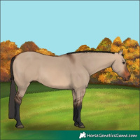 Horse Color:Bay Dun