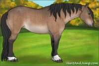 Horse Color:Brown Dun Brindle