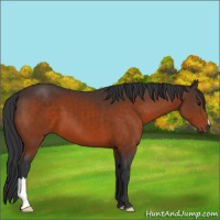 Horse Color:Brown 