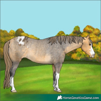 Horse Color:Buckskin Varnish Rabicano