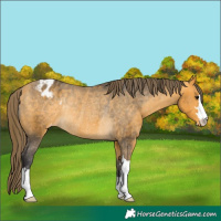 Horse Color:Buckskin Appaloosa Rabicano 