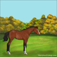 Horse Color:Gray Bay Sabino Rabicano 