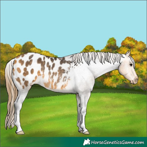 Horse Color:Buckskin Appaloosa Rabicano