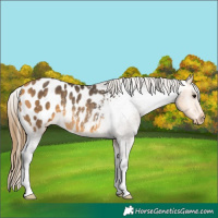 Horse Color:Buckskin Appaloosa Rabicano 