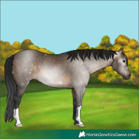 Horse Color:Gray Brown Dun 