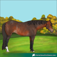 Horse Color:Bay Rabicano 