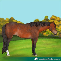 Horse Color:Bay Rabicano