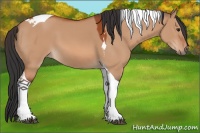 Horse Color:Brown Dun Tobiano 