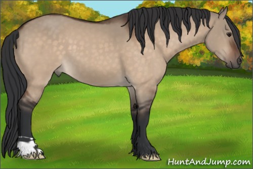 Horse Color:Brown Dun 